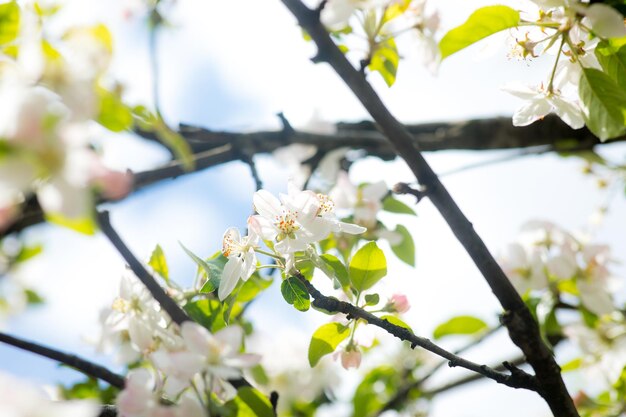 Branche de fleurs de cerisier en fleurs blanches devant un ciel bleu