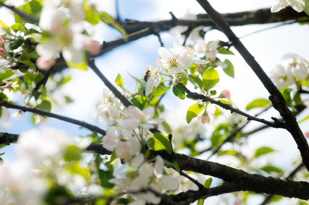 Branche de fleurs de cerisier en fleurs blanches devant un ciel bleu