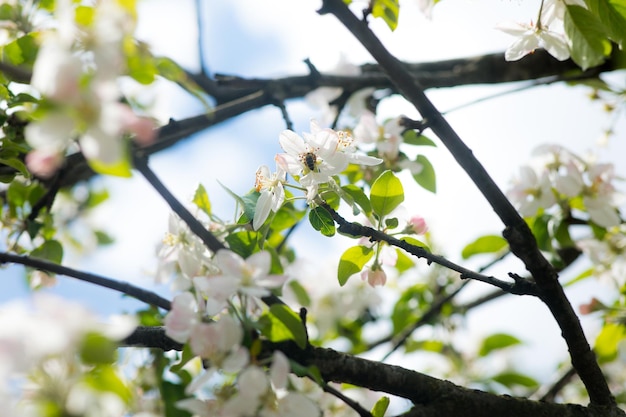 Branche de fleurs de cerisier en fleurs blanches devant un ciel bleu