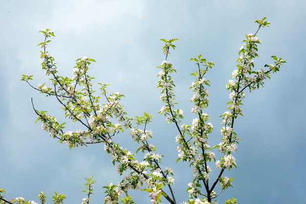 Branche de fleurs de cerisier en fleurs blanches devant un ciel bleu