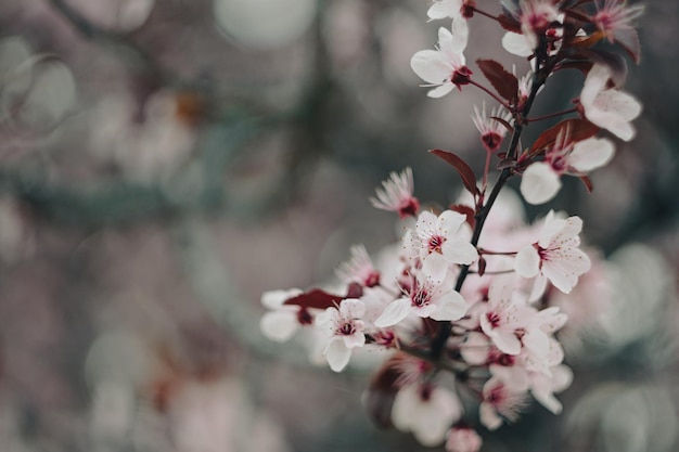 Une branche de fleurs de cerisier à fleurs roses