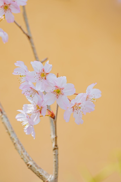 Une branche de fleurs de cerisier sur fond jaune