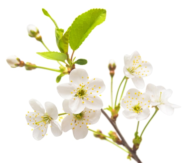 Une branche de fleurs de cerisier isolé sur fond blanc. Fleur de cerisier. Mise à plat, vue de dessus. Pâques. Printemps