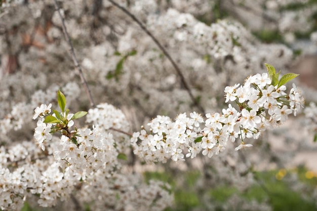 Une branche de fleurs de cerisier un jour de printemps ensoleillé 4015