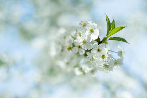 Une branche des fleurs de cerisier