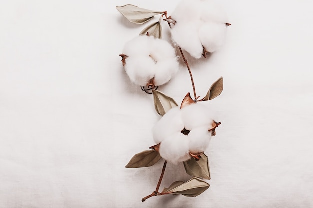 Branche avec des fleurs de coton duveteuses blanches sur fond blanc à partir de lin biologique