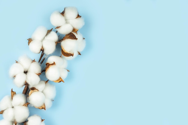Photo branche de fleurs de coton sur fond bleu avec espace de copie