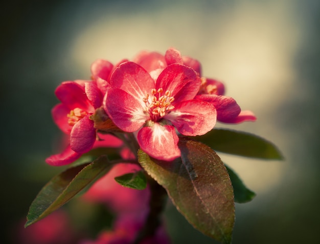 Branche avec des fleurs de fleurs de printemps