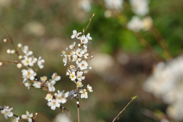 Branche en fleurs avec des fleurs de prunier. Arbre en fleurs. idée et concept de printemps, d'éveil et de santé