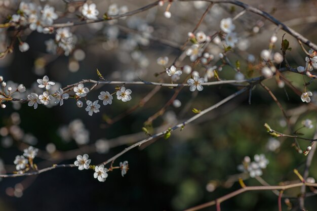 Branche en fleurs avec des fleurs de prunier. Arbre en fleurs. idée et concept de printemps, d'éveil et de santé