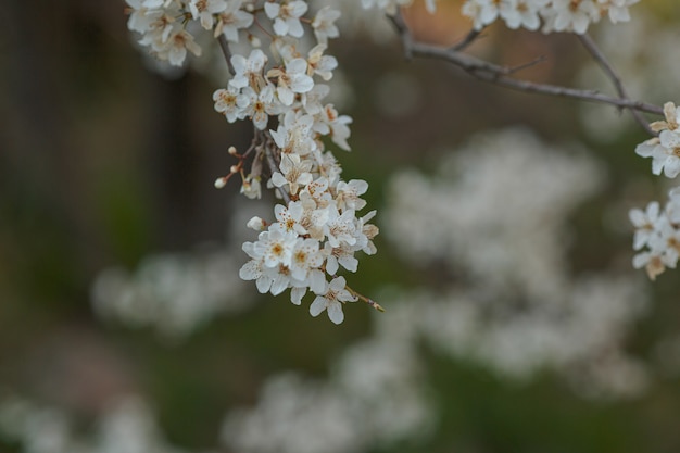 Branche en fleurs avec des fleurs de prunier. Arbre en fleurs. idée et concept de printemps, d'éveil et de santé