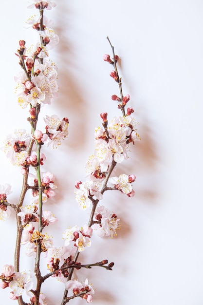 Branche avec des fleurs sur fond blanc Selective focusnature