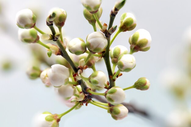 Branche avec des fleurs. Isolé sur fond blanc.