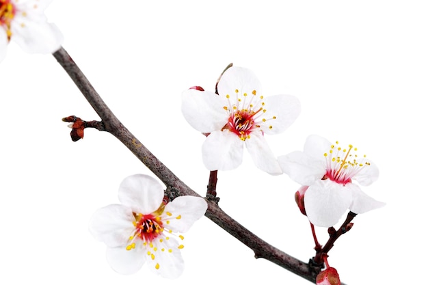 Branche avec des fleurs. Isolé sur fond blanc.