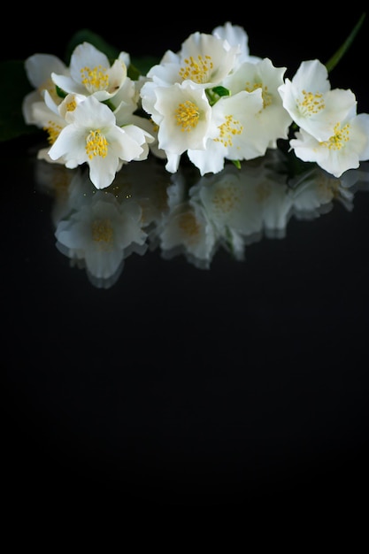 Branche de fleurs de jasmin blanc parfumé en fleurs