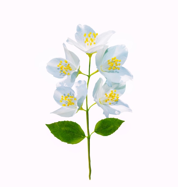 branche de fleurs de jasmin isolée sur un fond blanc