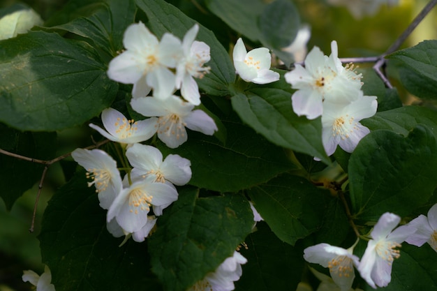 Branche avec des fleurs de jasmin