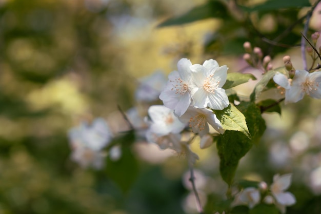 Branche avec des fleurs de jasmin