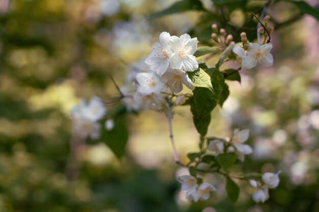 Branche avec des fleurs de jasmin