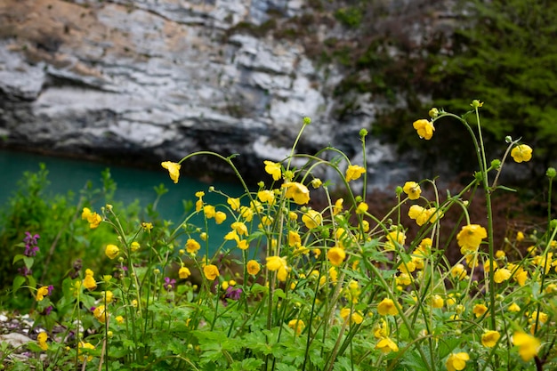 Photo branche de fleurs jaunes sur fond d'herbe verte ranunculus acris renoncule des prés