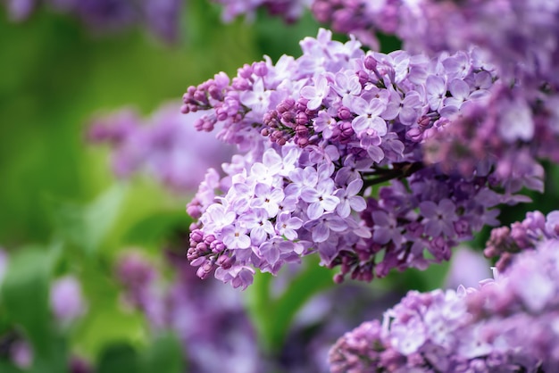 Branche De Fleurs Lilas Aux Feuilles Vertes, Fond Hipster Saisonnier Naturel Floral