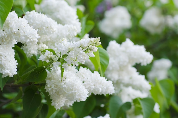 Branche de fleurs lilas blanches avec les feuilles, fond de printemps naturel