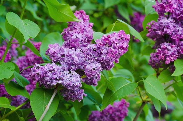 Branche de fleurs lilas avec les feuilles, fond naturel floral