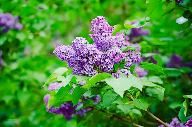 Branche de fleurs lilas avec les feuilles fond naturel floral