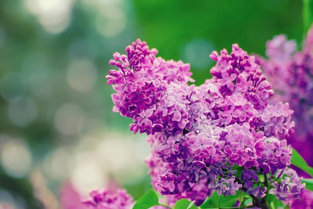 Branche de fleurs lilas avec des feuilles vertes, fond floral naturel saisonnier hipster