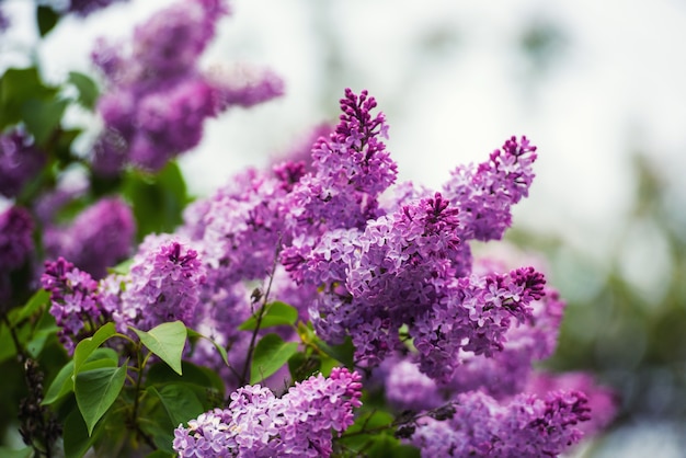 Branche de fleurs lilas avec les feuilles