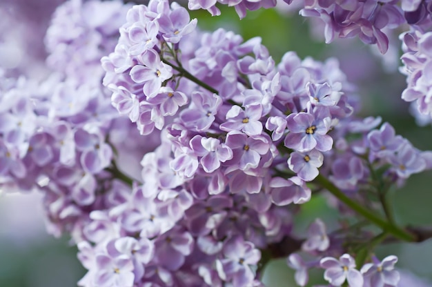 Branche de fleurs lilas avec les feuilles