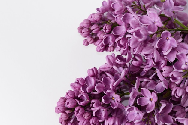 Branche en fleurs lilas isolé sur fond blanc