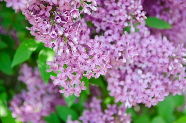 Branche de fleurs lilas de printemps