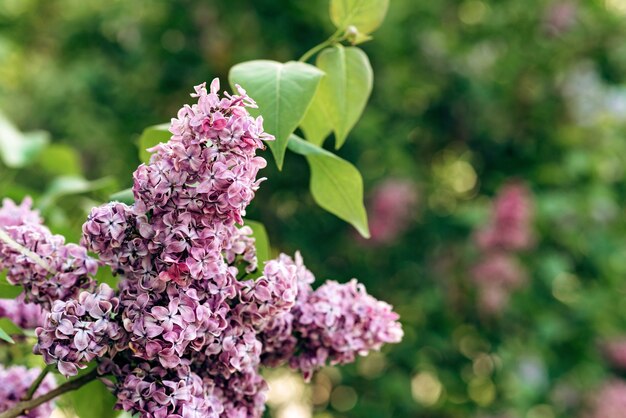 Photo branche en fleurs de lilas violet par une journée ensoleillée. fond de fleur naturelle. mise au point sélective douce.