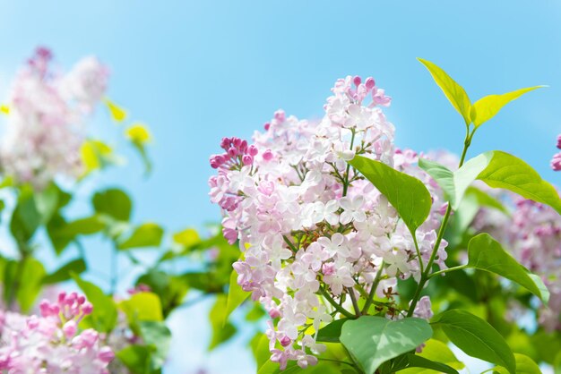 Branche de fleurs lilas