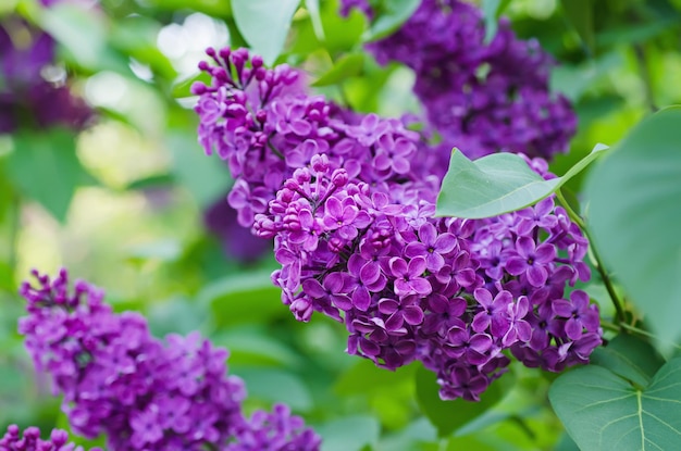 Branche de fleurs lilas