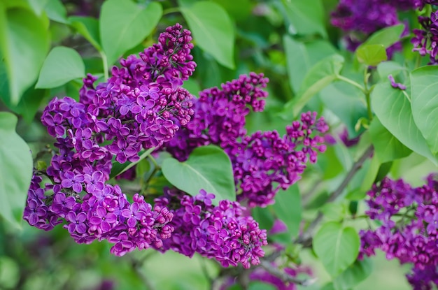 Branche de fleurs lilas