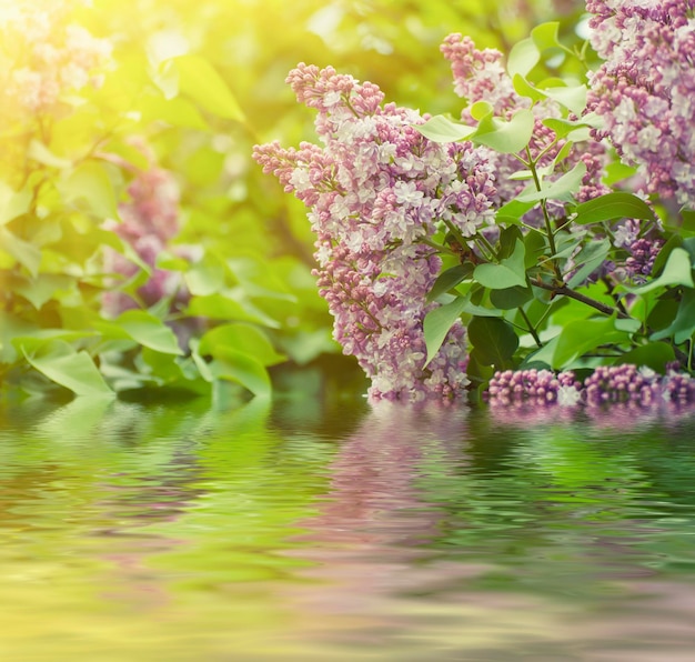 Branche de fleurs lilas