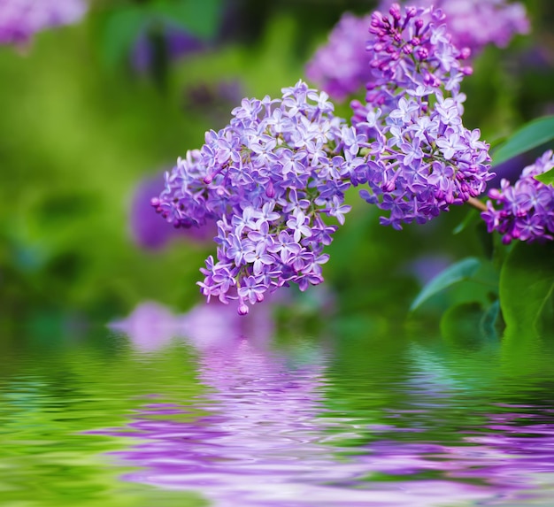 Branche de fleurs lilas