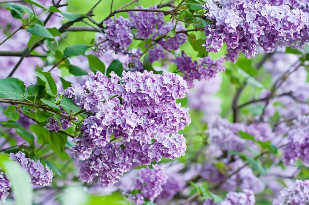 Branche de fleurs lilas