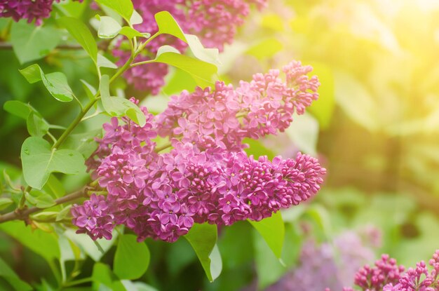 Branche de fleurs lilas