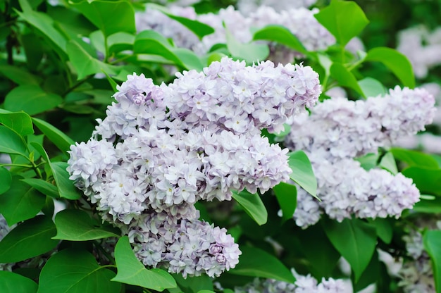 Branche de fleurs lilas