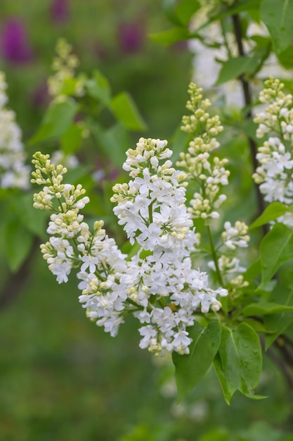 Branche de fleurs lilas