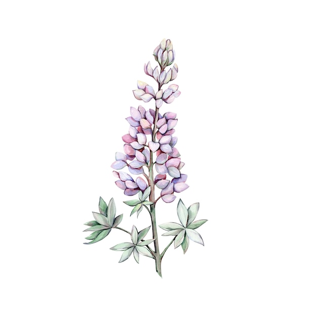 Une branche de fleurs de lupin avec des feuilles sur fond blanc.