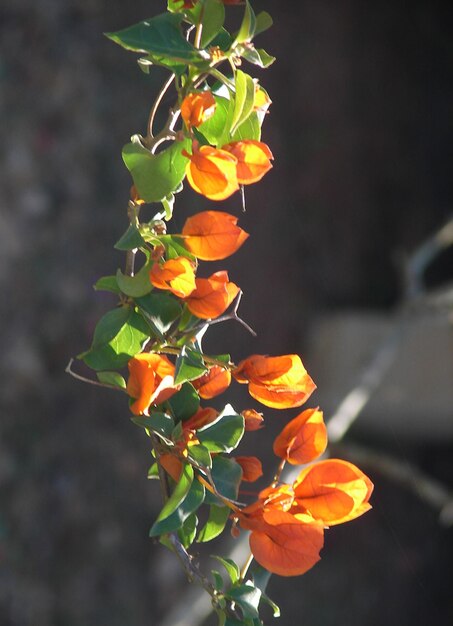 une branche avec des fleurs oranges éclairées par la lumière du soleil