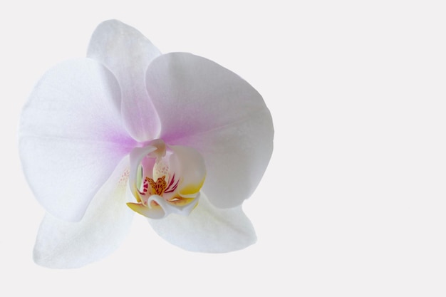 Branche en fleurs d'une orchidée blanche sur fond blanc