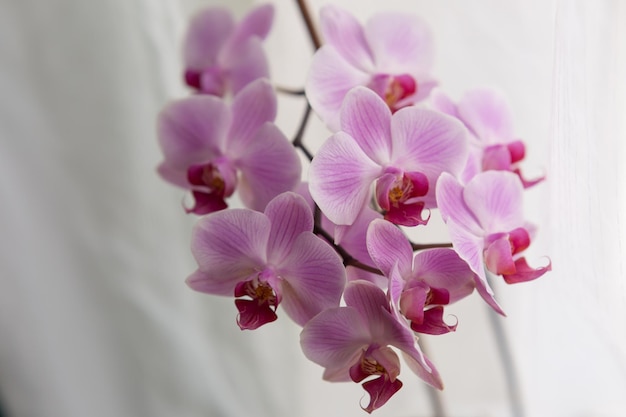 Une branche de fleurs d'une orchidée lilas