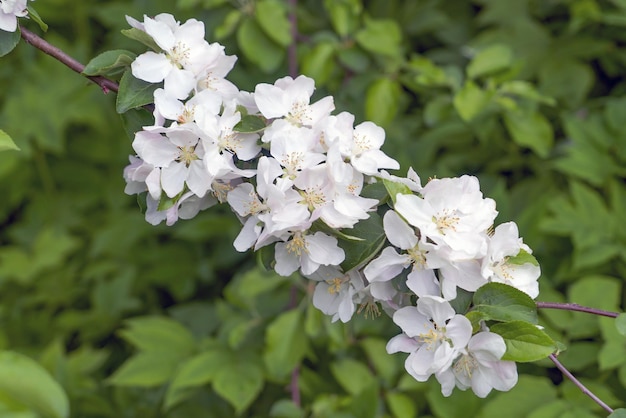 Une branche avec des fleurs de pommier blanc libre