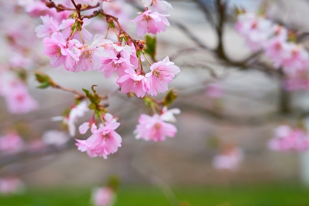 Branche de fleurs de pommier rose