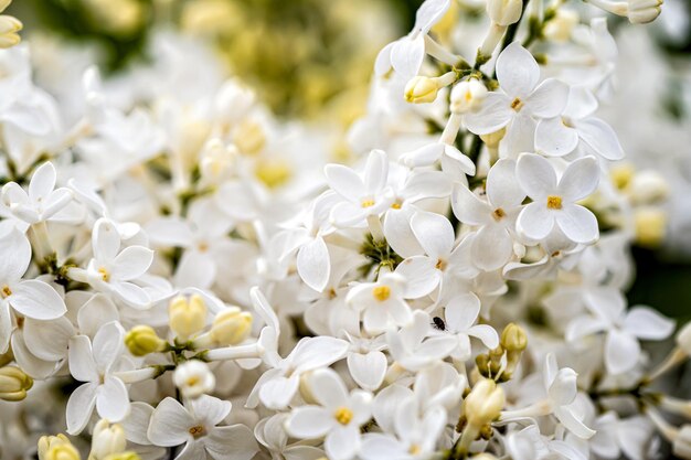 Branche avec des fleurs de printemps lilas blanc fleurs lumineuses de lilas de printemps bush soft focus closeup